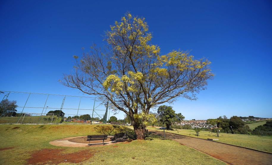 I Encontro Estadual de Arborização Urbana busca ampliar o plantio planejados de árvores nas cidades do Paraná