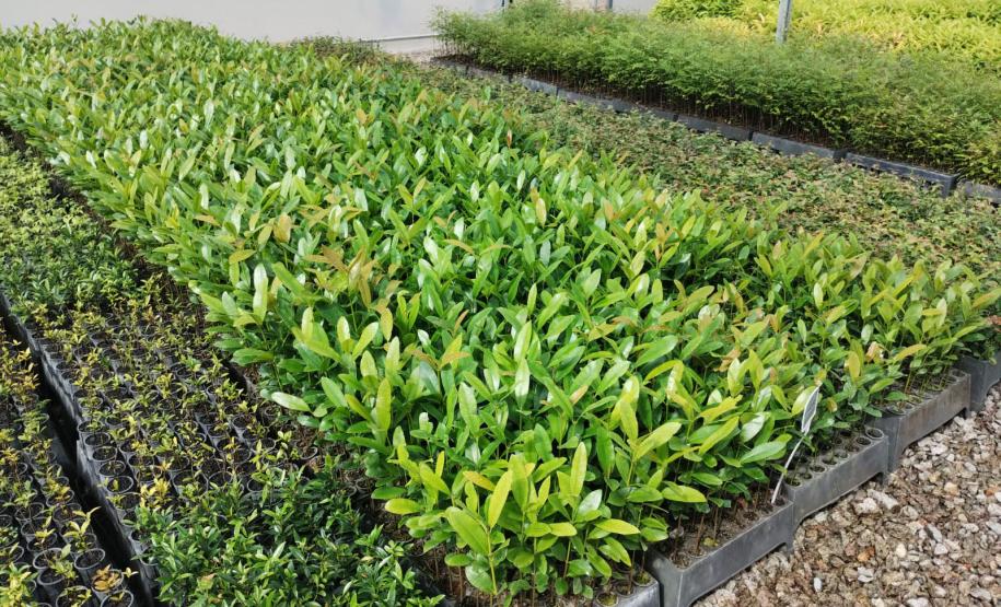 Parceria entre IAT e Sociedade Chauá vai ampliar conservação de espécies da flora nativa