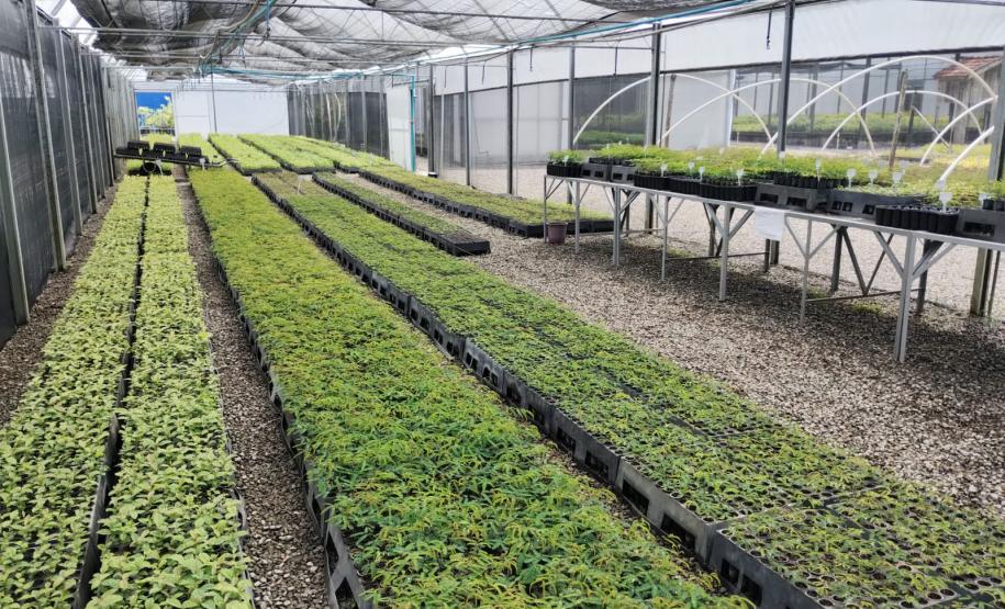 Parceria entre IAT e Sociedade Chauá vai ampliar conservação de espécies da flora nativa