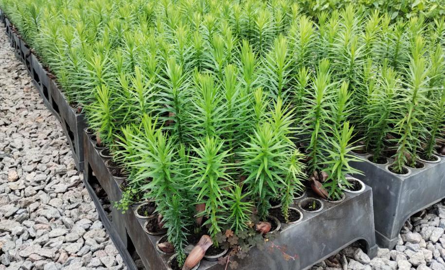 Parceria entre IAT e Sociedade Chauá vai ampliar conservação de espécies da flora nativa