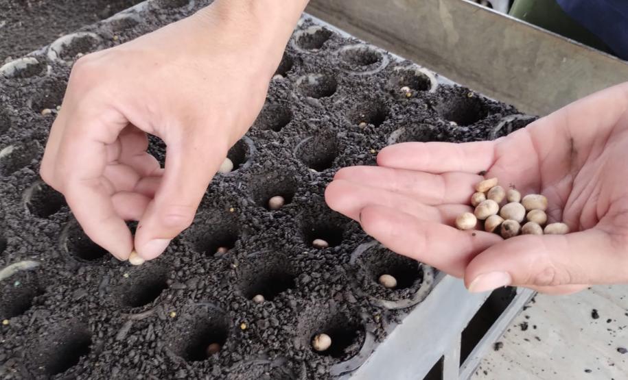 Parceria entre IAT e Sociedade Chauá vai ampliar conservação de espécies da flora nativa