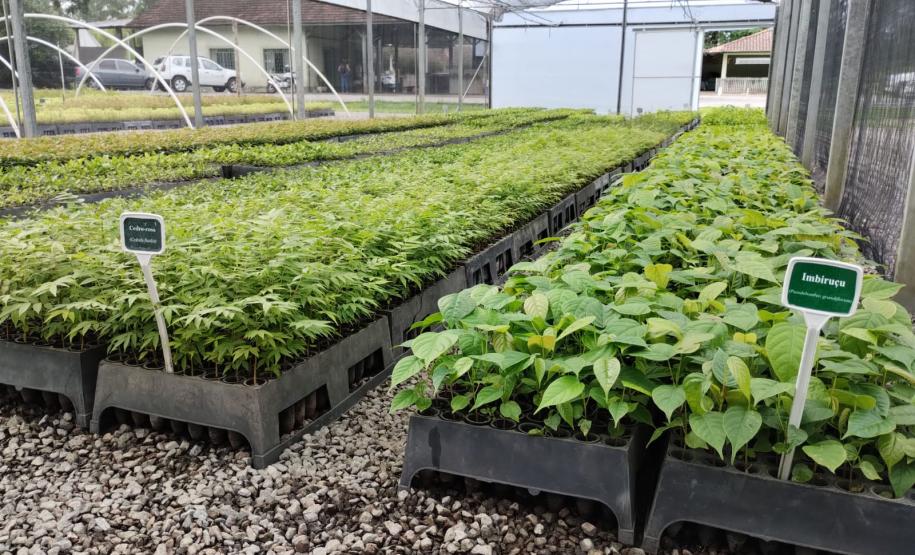 Parceria entre IAT e Sociedade Chauá vai ampliar conservação de espécies da flora nativa