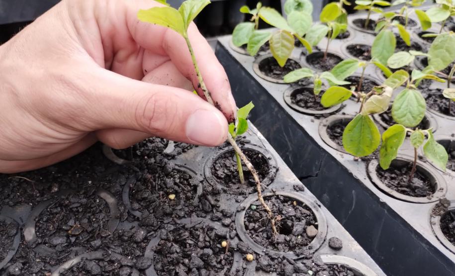 Parceria entre IAT e Sociedade Chauá vai ampliar conservação de espécies da flora nativa