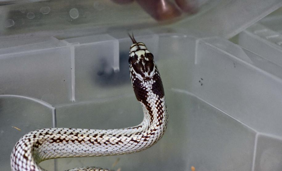 Instituto Água e Terra iniciou o processo de avaliação clínica de animais vítimas do tráfico internacional resgatados pela Polícia Civil