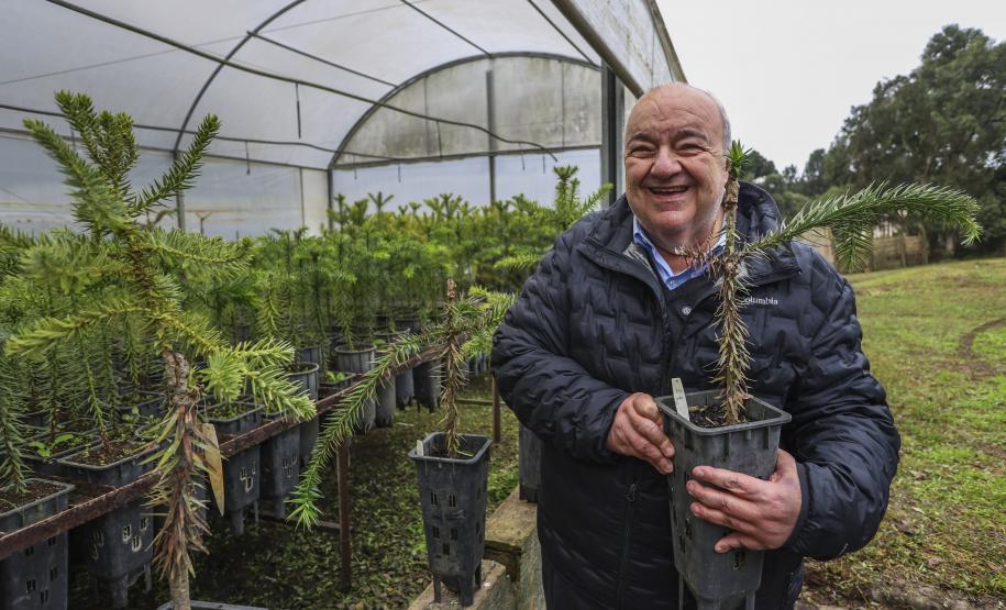 Paraná fortalece parceria com Embrapa Florestas em pesquisa para conservação da Araucária