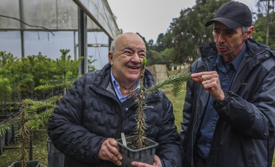 Paraná fortalece parceria com Embrapa Florestas em pesquisa para conservação da Araucária