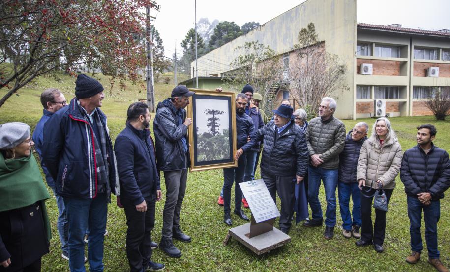 Paraná fortalece parceria com Embrapa Florestas em pesquisa para conservação da Araucária