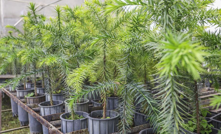 Paraná fortalece parceria com Embrapa Florestas em pesquisa para conservação da Araucária