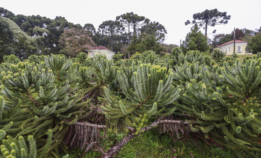 Paraná fortalece parceria com Embrapa Florestas em pesquisa para conservação da Araucária