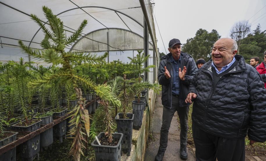 Paraná fortalece parceria com Embrapa Florestas em pesquisa para conservação da Araucária