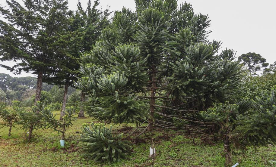 Paraná fortalece parceria com Embrapa Florestas em pesquisa para conservação da Araucária