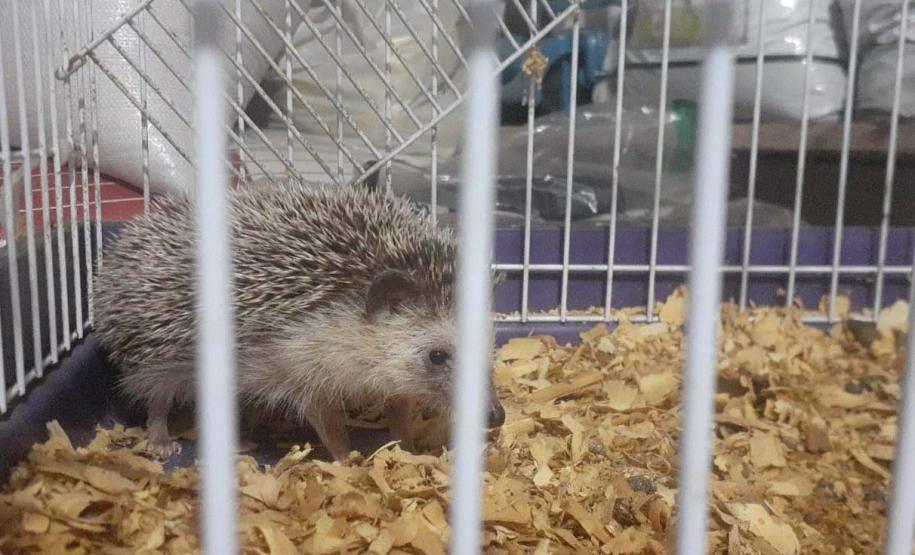 IAT resgata ouriços e tartarugas de criadouro irregular em Marechal Cândido Rondon