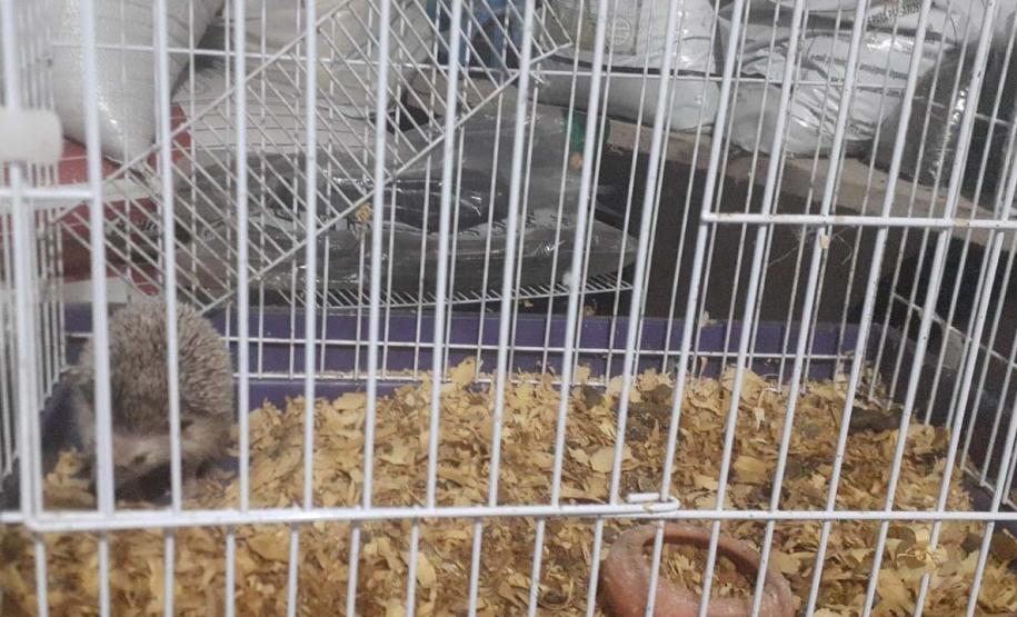 IAT resgata ouriços e tartarugas de criadouro irregular em Marechal Cândido Rondon