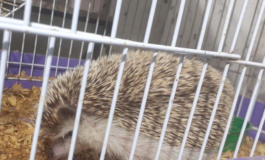 IAT resgata ouriços e tartarugas de criadouro irregular em Marechal Cândido Rondon