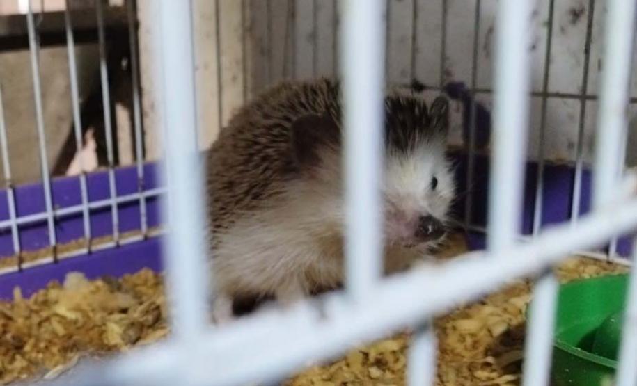 IAT resgata ouriços e tartarugas de criadouro irregular em Marechal Cândido Rondon