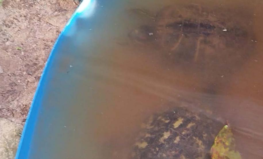 IAT resgata ouriços e tartarugas de criadouro irregular em Marechal Cândido Rondon