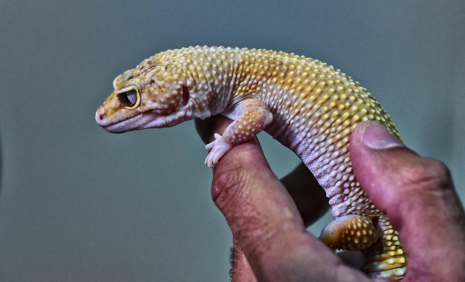 Instituto Água e Terra iniciou o processo de avaliação clínica de animais vítimas do tráfico internacional resgatados pela Polícia Civil