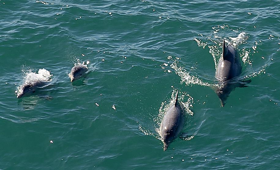 Golfinhos e toninhas nadam nas águas do Litoral do Paraná: indicador de qualidade ambiental.