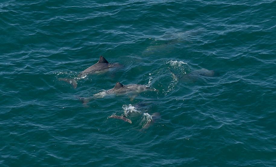 Golfinhos e toninhas nadam nas águas do Litoral do Paraná: indicador de qualidade ambiental.