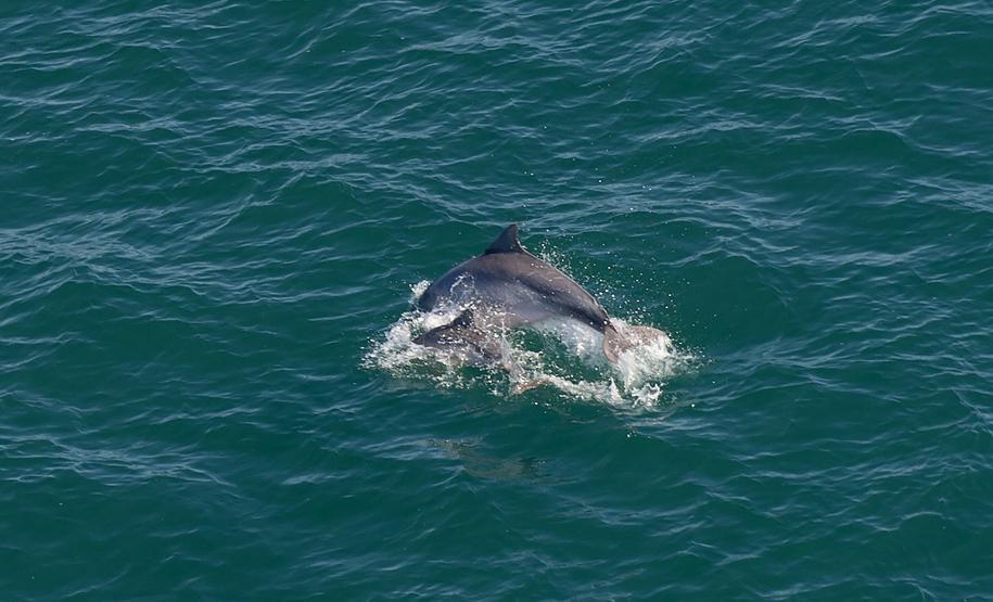 Golfinhos e toninhas nadam nas águas do Litoral do Paraná: indicador de qualidade ambiental.
