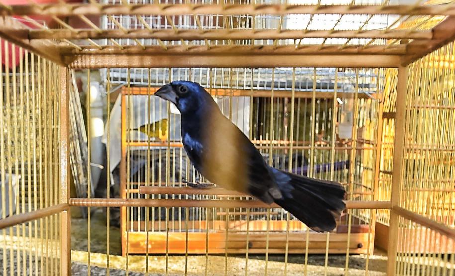 Instituto Água e Terra iniciou o processo de avaliação clínica de animais vítimas do tráfico internacional resgatados pela Polícia Civil