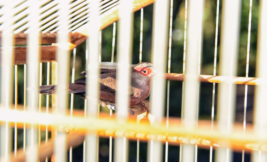 Instituto Água e Terra iniciou o processo de avaliação clínica de animais vítimas do tráfico internacional resgatados pela Polícia Civil