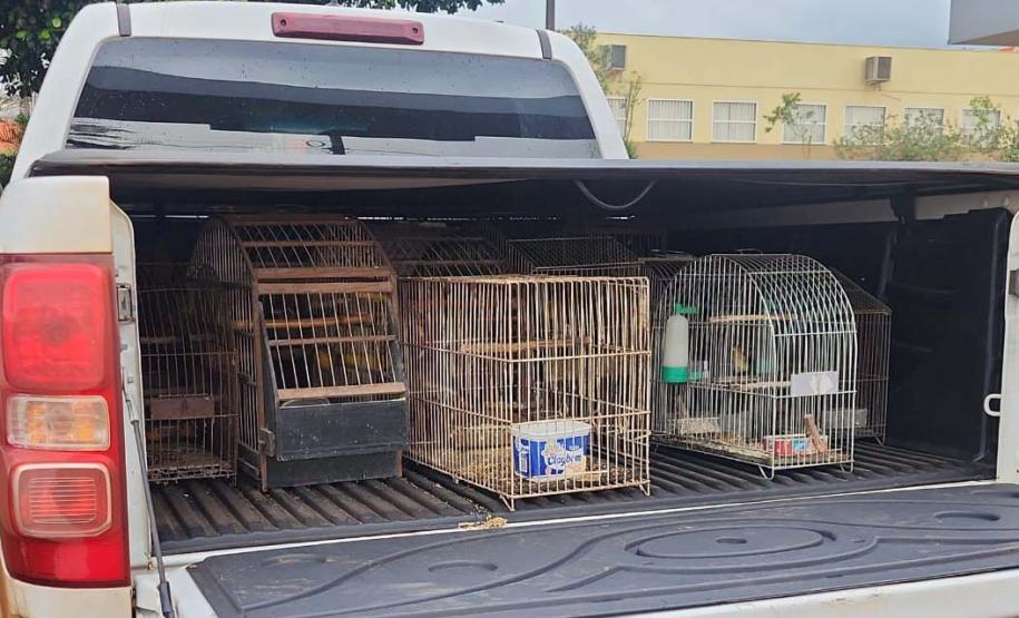 Em operação conjunta com a Polícia Ambiental, IAT apreende 57 pássaros em Ibaiti