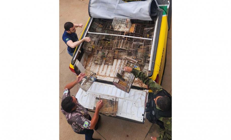 Em operação conjunta com a Polícia Ambiental, IAT apreende 57 pássaros em Ibaiti