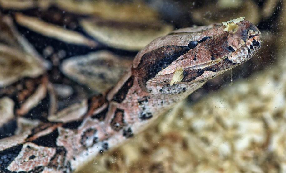 Instituto Água e Terra iniciou o processo de avaliação clínica de animais vítimas do tráfico internacional resgatados pela Polícia Civil