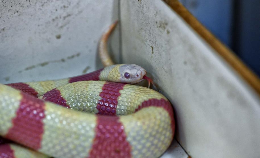 Instituto Água e Terra iniciou o processo de avaliação clínica de animais vítimas do tráfico internacional resgatados pela Polícia Civil