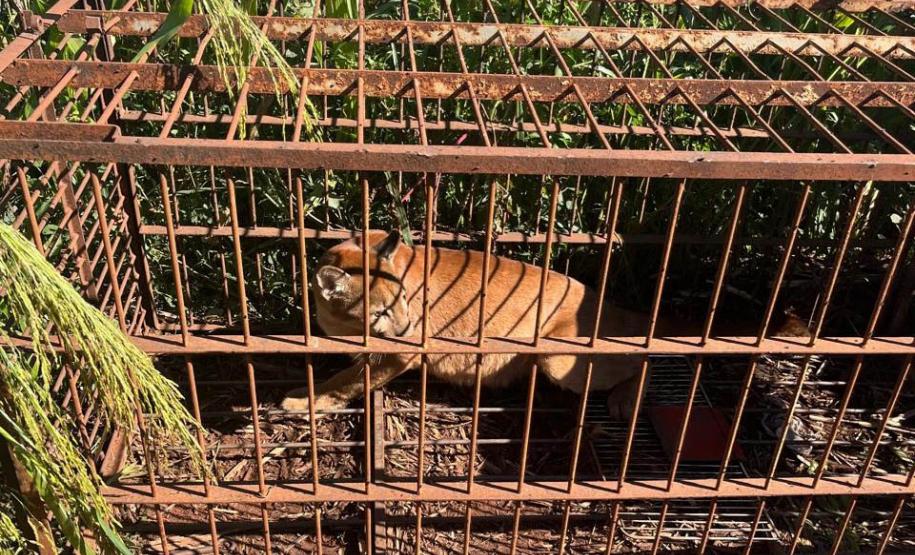 IAT devolve à natureza filhote de onça-parda capturado em propriedade rural do Noroeste