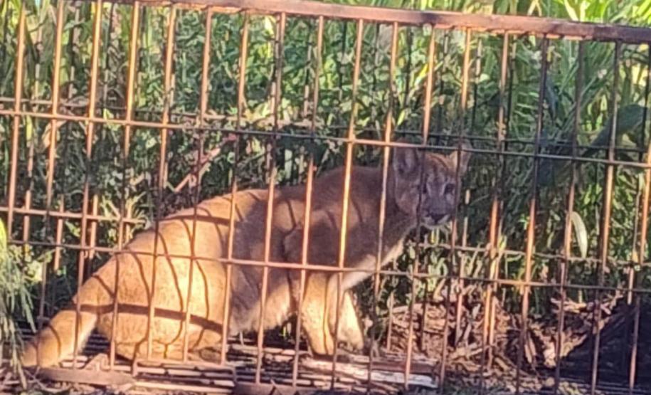 IAT devolve à natureza filhote de onça-parda capturado em propriedade rural do Noroeste