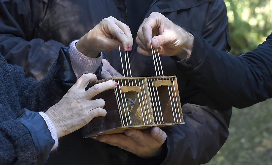 Pássaros resgatados do tráfico de animais começaram a voltar para a natureza nesta quarta-feira (25)