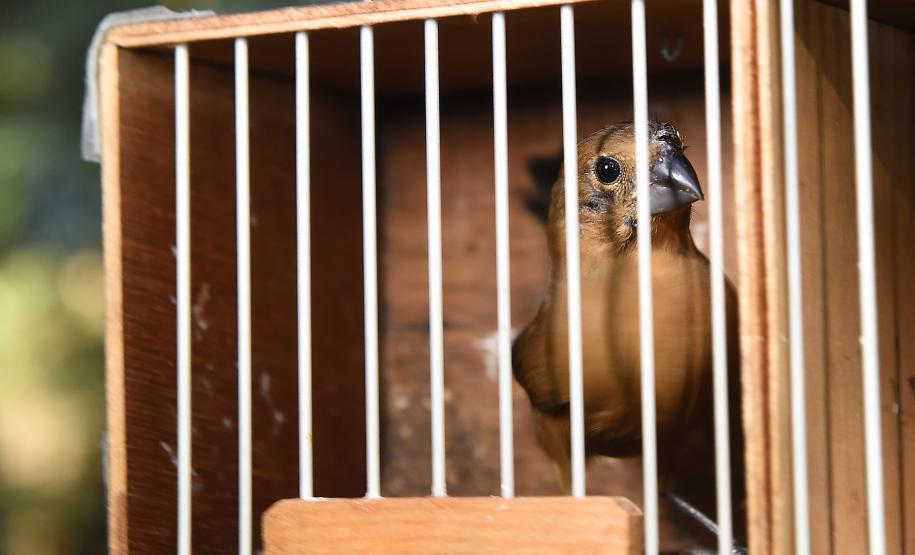 Pássaros resgatados do tráfico de animais começaram a voltar para a natureza nesta quarta-feira (25)
