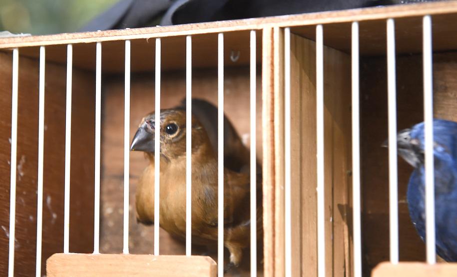 Pássaros resgatados do tráfico de animais começaram a voltar para a natureza nesta quarta-feira (25)