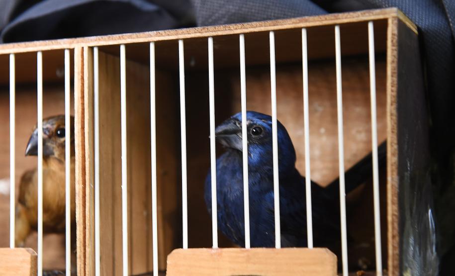 Pássaros resgatados do tráfico de animais começaram a voltar para a natureza nesta quarta-feira (25)