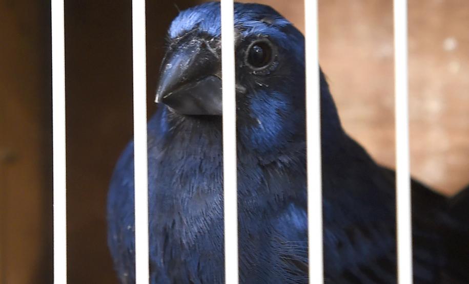 Pássaros resgatados do tráfico de animais começaram a voltar para a natureza nesta quarta-feira (25)