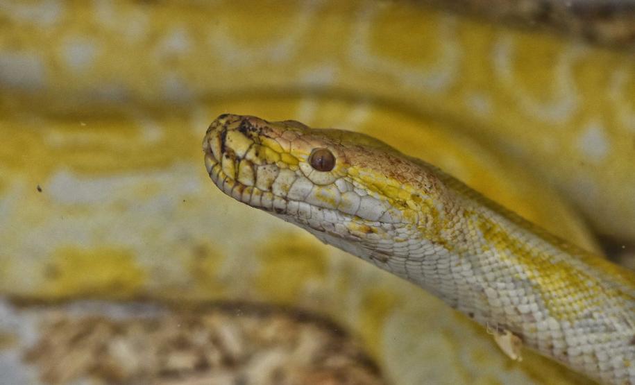 Instituto Água e Terra iniciou o processo de avaliação clínica de animais vítimas do tráfico internacional resgatados pela Polícia Civil