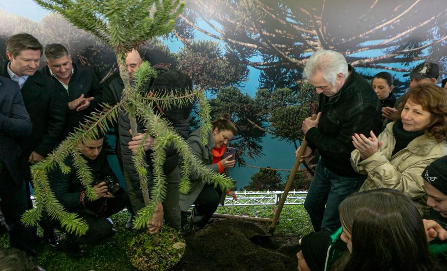 Jardim do Palácio Iguaçu recebe clone de araucária de 700 anos