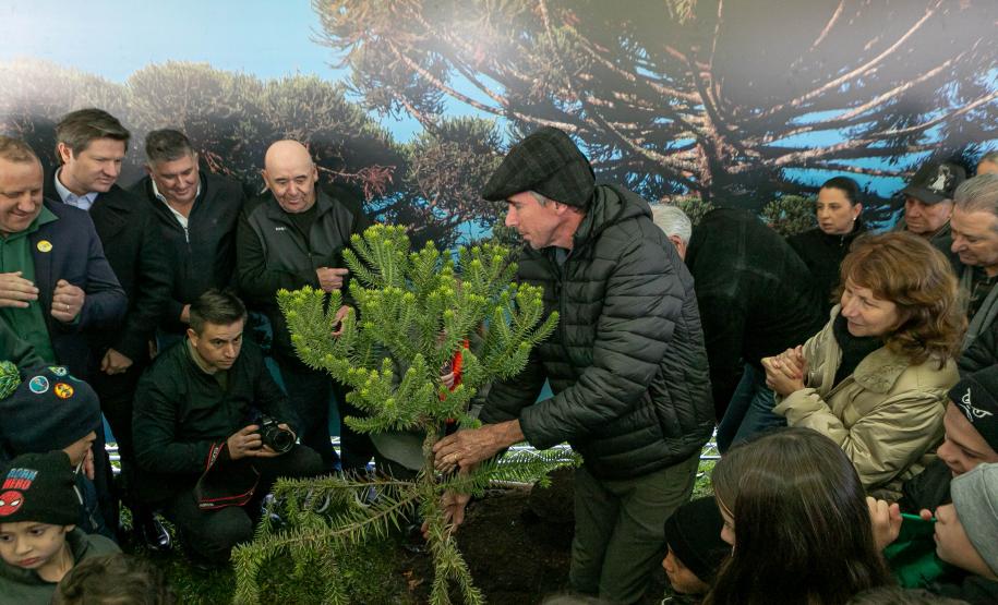 Jardim do Palácio Iguaçu recebe clone de araucária de 700 anos