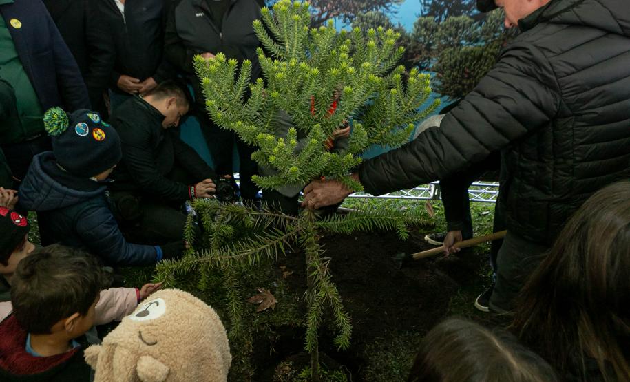 Jardim do Palácio Iguaçu recebe clone de araucária de 700 anos