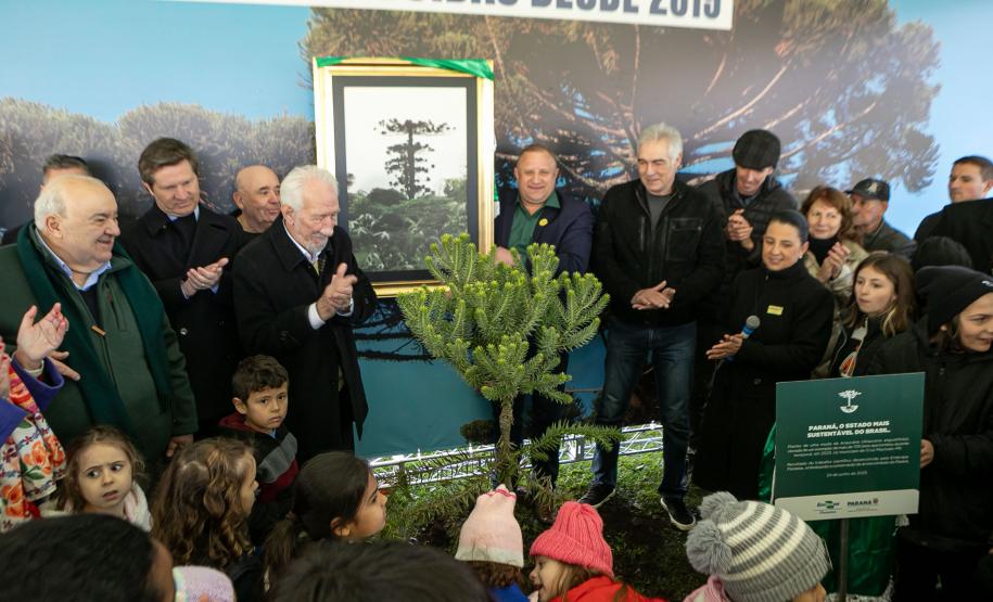 Jardim do Palácio Iguaçu recebe clone de araucária de 700 anos