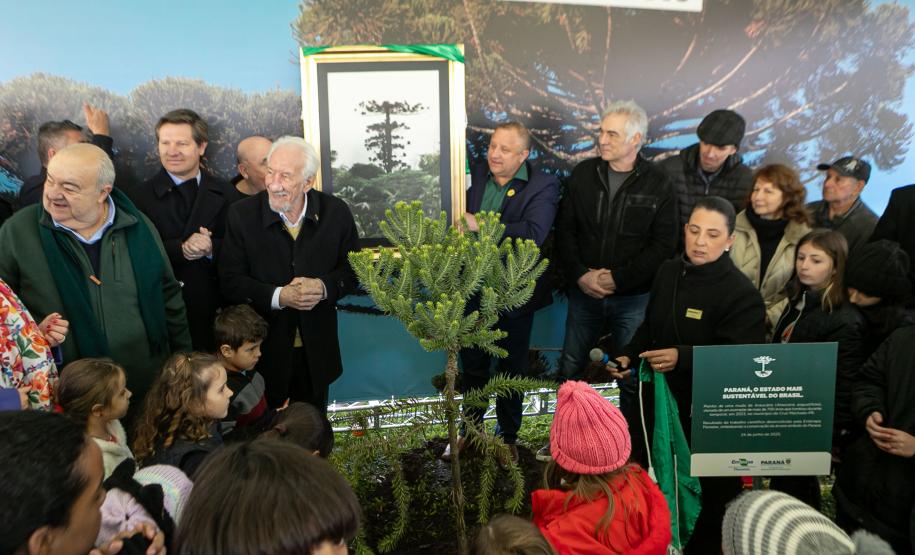 Jardim do Palácio Iguaçu recebe clone de araucária de 700 anos