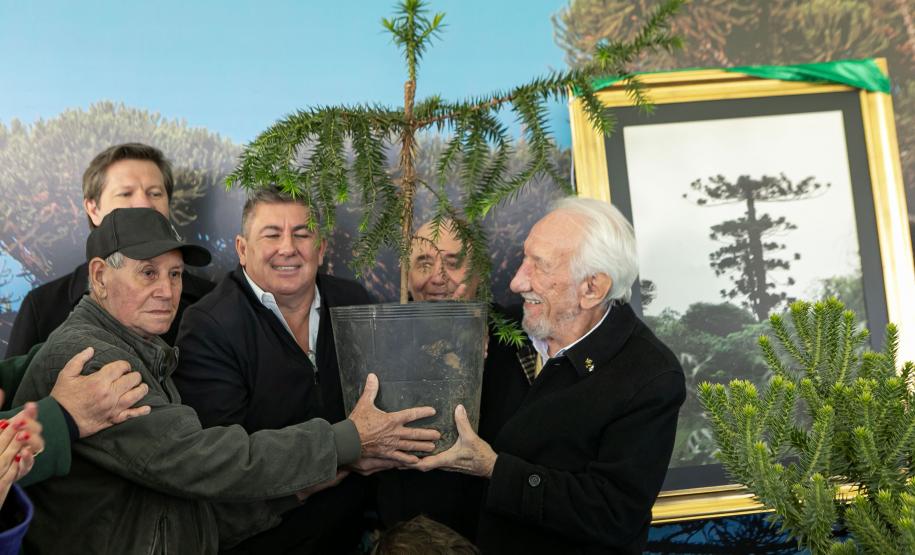 Jardim do Palácio Iguaçu recebe clone de araucária de 700 anos