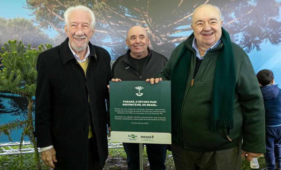 Jardim do Palácio Iguaçu recebe clone de araucária de 700 anos