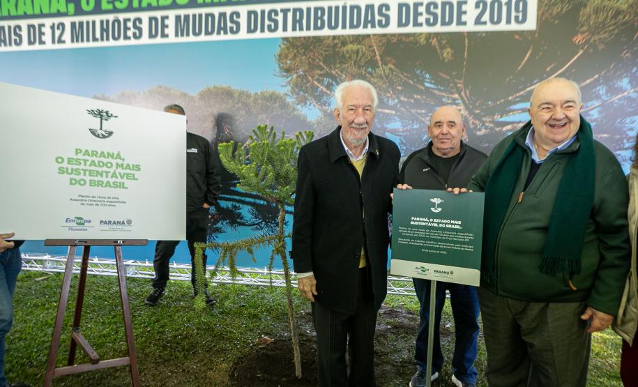 Jardim do Palácio Iguaçu recebe clone de araucária de 700 anos