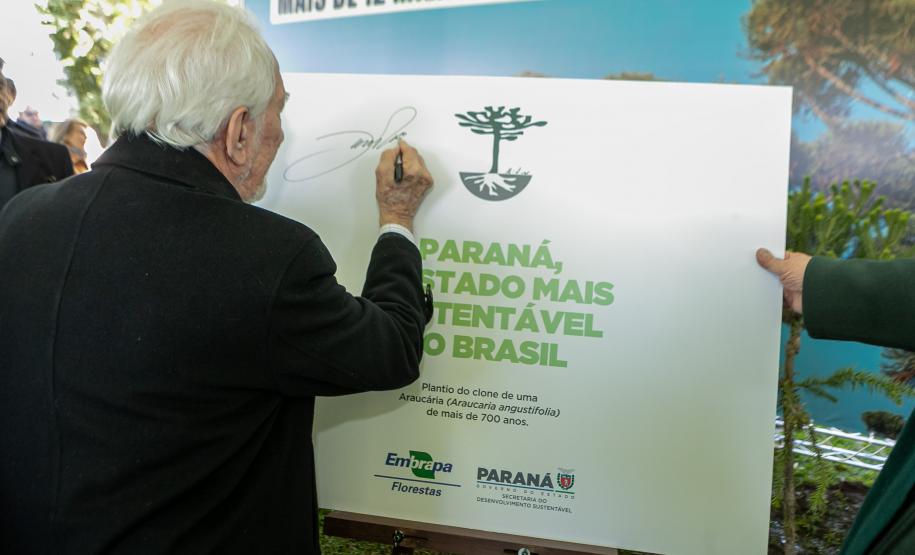 Jardim do Palácio Iguaçu recebe clone de araucária de 700 anos
