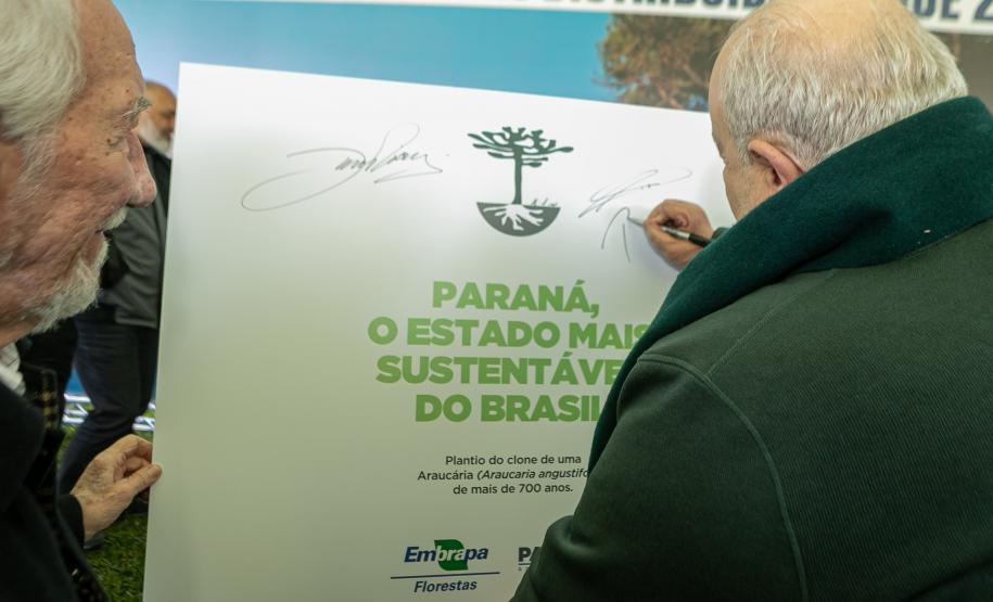 Jardim do Palácio Iguaçu recebe clone de araucária de 700 anos