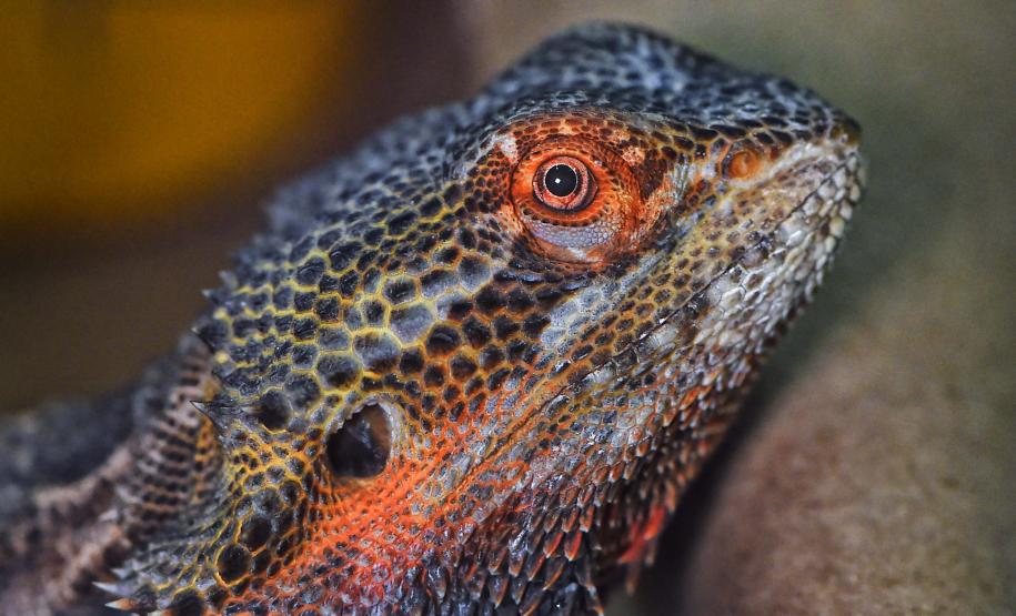 Instituto Água e Terra iniciou o processo de avaliação clínica de animais vítimas do tráfico internacional resgatados pela Polícia Civil