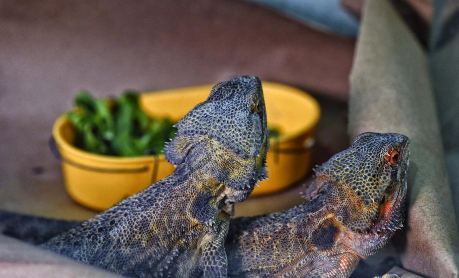 Instituto Água e Terra iniciou o processo de avaliação clínica de animais vítimas do tráfico internacional resgatados pela Polícia Civil